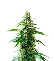 Charlottes Web Seeds
