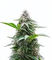 Cristal Paradise feminized seeds