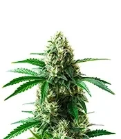 Do Si Dos Seeds