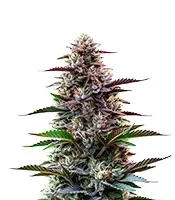Jokerz Seeds