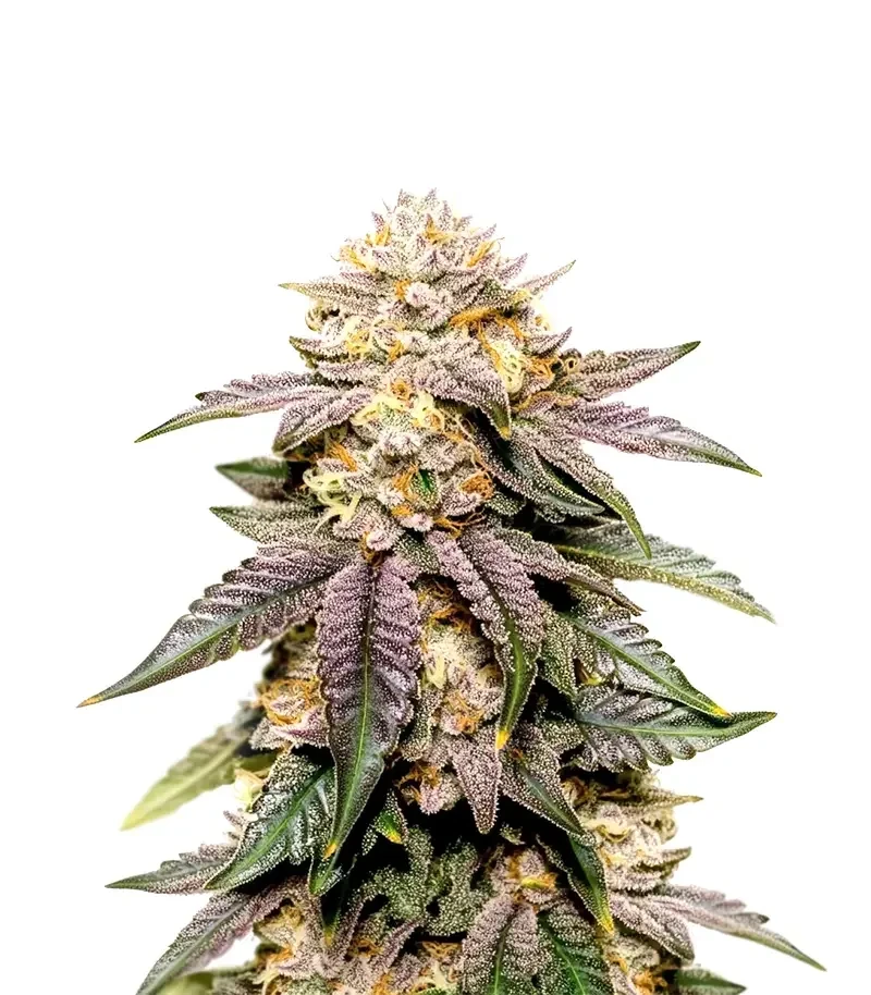 Kingstone Punch Seeds (Dutch Passion)