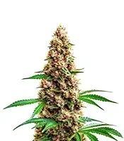 Super Boof Seeds