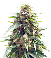 Blueberry Gum feminized seeds