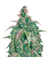 Kali China Breeders Pack (Ace Seeds) Cannabis-Samen