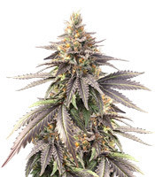 Pure Gelato feminized seeds