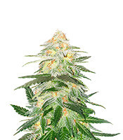 Blue Dream Haze feminized seeds