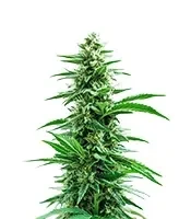 Acapulco Gold Seeds