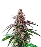 Fruity Pebbles Seeds