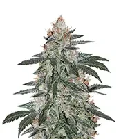 Super Lemon Haze x RS11 Seeds