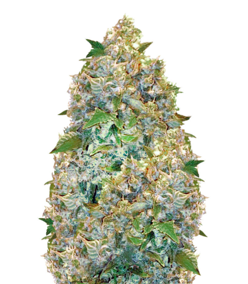 Auto Chronic Monster XXL (Auto Chronic XXL) feminized seeds