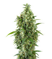 Buzz 'n' Smiles Super Lemon Haze (Big Head Seeds) Cannabis-Samen