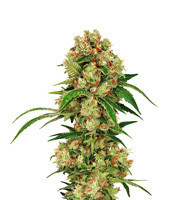 Dutch Delight feminized seeds