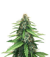 Fruit Cake Autoflower (Seedstockers)