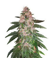 Gorilla Autoflowering feminized seeds