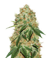 Grandaddy Banner feminized seeds