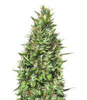 Graines de cannabis Panama x Bangi Haze (Ace Seeds)