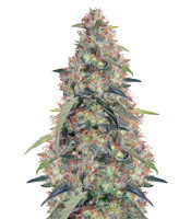 Bubba Hash feminized seeds