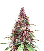 Keepers OG Autoflower Feminized Seeds (Seedkeepers)