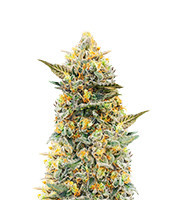 Power Plant (Herbies Seeds)