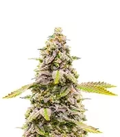 Cinderella 99 Feminized Seeds (Brothers Grimm Seeds)