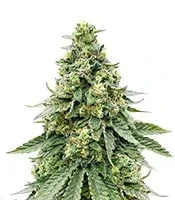 Diesel Seeds
