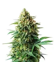 Extraction OG 18 Kush Seeds