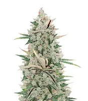 Girl Scout Cookies Autoflower Seeds (Herbies Seeds)