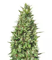Panama x Bangi Haze feminized seeds