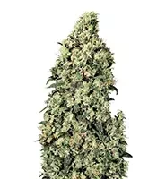 Semi femminizzati Skunk #1 (Sensi Seeds)