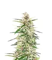 Skywalker Autoflower Feminized Seeds (Seedkeepers)