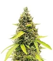 Strawberry Banana Auto Seeds