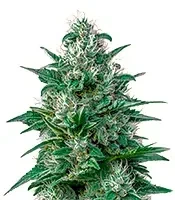 White Widow Auto CBD (GHS)