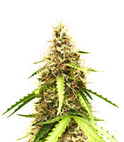 Graines de cannabis Auto Top 69 (Advanced Seeds)