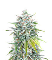 Bubblegum (Herbies Seeds)