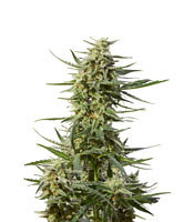 Critical 47 Express Auto (Positronics Seeds) Cannabis-Samen