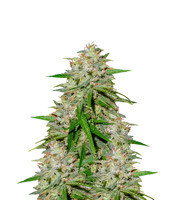 Dame Blanche feminized seeds
