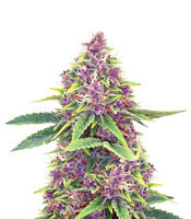 Shiva Blue Regular seeds