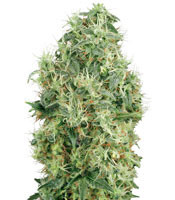 White Gold (Bleu Berries) feminized seeds