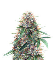 Z (Blackskull Seeds) Cannabis-Samen