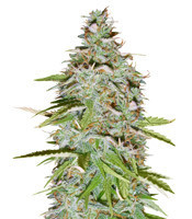 Candy Kush Auto feminized seeds