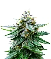 Semi Femminizzati Cherry Cola Auto (Barney's Farm)