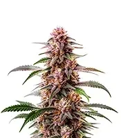 Extraction Guava Seeds