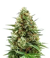 Ice Cream Cake Auto Seeds