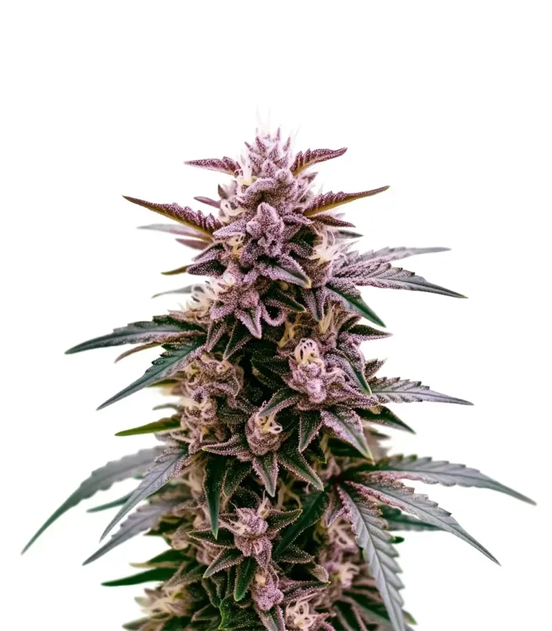 Indigo Sapphire Seeds (Blimburn Seeds)