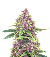 Shiva Blue regular (Xtreme Seeds)