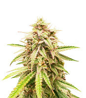 Unicorn Poop Feminized Seeds (Grow Barato)