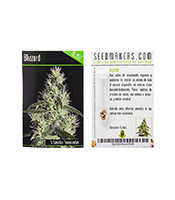 Blizzard feminized seeds