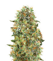 Critical Mass feminized seeds