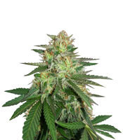 Graines de cannabis Destroy OG regular (Xtreme Seeds)