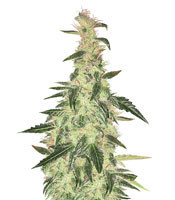 Graines de cannabis Northern Light Auto (Xtreme Seeds)